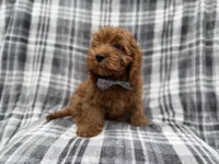 Doodle, a male Cavapoo for sale in Lakeland, FL – 4 of 8