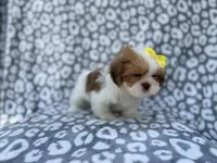 Grace, a female Lhasa Apso for sale in Lakeland, FL – 2 of 9