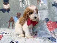 Tater, a male Poodle - Miniature  for sale in Lakeland, FL – 9 of 10