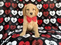 Tuck, a male Cockapoo for sale in Lakeland, FL – 2 of 8