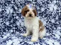 Charlotte , a female Poodle - Miniature  for sale in Lakeland, FL – 7 of 8