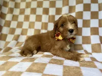 Marshall, a male Cavapoo for sale in Lakeland, FL – 5 of 8