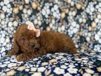 Cora, a female Cavapoo and Poodle - Miniature  for sale in Lakeland, FL – 4 of 10