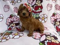 Bella , a female Cavapoo for sale in Lakeland, FL – 7 of 7