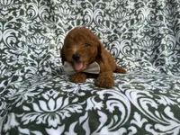 Leon, a male Goldendoodle for sale in Lakeland, FL – 8 of 10