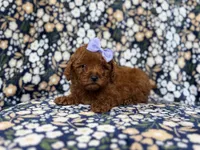 Sasha, a female Miniature Goldendoodle for sale in Lakeland, FL – 9 of 9