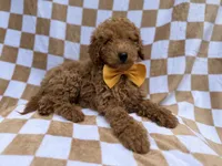 Moose, a male Poodle - Miniature  for sale in Lakeland, FL – 4 of 8