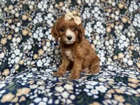 Miley, a female Cockapoo and Poodle - Miniature  for sale in Lakeland, FL – 6 of 8