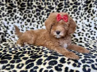 Sassy, a female Cavapoo for sale in Lakeland, FL – 8 of 10
