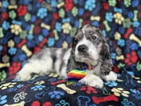 Hero, a male Cocker Spaniel for sale in Lakeland, FL – 5 of 8