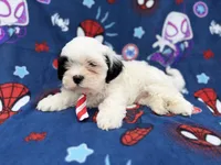 Sullivan, a male Shih Tzu and Shichon for sale in Lakeland, FL – 5 of 9