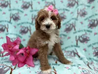 Missy, a female Cockapoo and Poodle - Miniature  for sale in Lakeland, FL – Photo 2 of 9