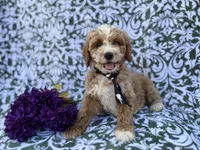 Finn, a male Cockapoo and Poodle - Miniature  for sale in Lakeland, FL – Photo 1 of 8