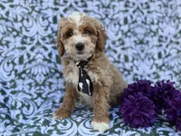 Finn, a male Cockapoo and Poodle - Miniature  for sale in Lakeland, FL – Photo 7 of 8