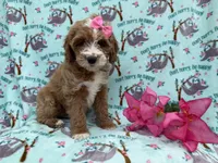 Missy, a female Cockapoo and Poodle - Miniature  for sale in Lakeland, FL – Photo 8 of 9