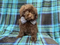 Bentley , a male Shihpoo and Poodle - Miniature  for sale in Lakeland, FL – 4 of 9