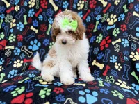 Candy, a female Poodle - Miniature  for sale in Lakeland, FL – 6 of 8