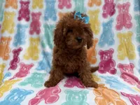Dora, a female Cavapoo for sale in Lakeland, FL – 5 of 7