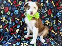 Buck, a male Miniature Australian Shepherd for sale in Lakeland, FL – 9 of 9