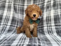 Ozzy, a male Miniature Aussiedoodle for sale in Lakeland, FL – 2 of 7