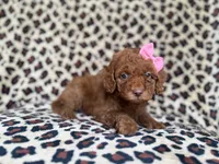 Macey, a female Cockapoo and Poodle - Miniature  for sale in Lakeland, FL – 6 of 8