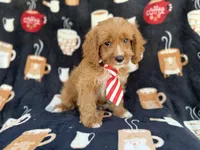 Bentley, a male Cavapoo for sale in Lakeland, FL – 5 of 9