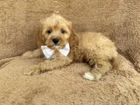 Crook, a male Cavapoo for sale in Lakeland, FL – 5 of 10