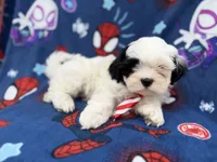 Sullivan, a male Shih Tzu and Shichon for sale in Lakeland, FL – 7 of 9