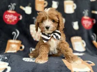 Jackson, a male Cavalier King Charles Spaniel and Poodle - Miniature  for sale in Lakeland, FL – Photo 4 of 9