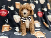 Jackson, a male Cavalier King Charles Spaniel and Poodle - Miniature  for sale in Lakeland, FL – Photo 5 of 9