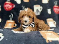Jackson, a male Cavalier King Charles Spaniel and Poodle - Miniature  for sale in Lakeland, FL – Photo 2 of 9