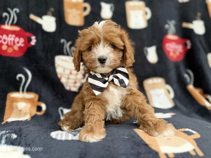 Jackson – Cavalier King Charles Spaniel, Poodle - Miniature  puppy for sale in Lakeland, FL