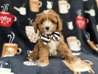 Jackson, a male Cavalier King Charles Spaniel and Poodle - Miniature  for sale in Lakeland, FL – Photo 1 of 9
