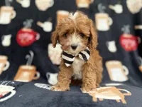 Jackson, a male Cavalier King Charles Spaniel and Poodle - Miniature  for sale in Lakeland, FL – Photo 7 of 9