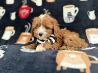 Jackson, a male Cavalier King Charles Spaniel and Poodle - Miniature  for sale in Lakeland, FL – Photo 8 of 9