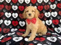 Tuck, a male Cockapoo for sale in Lakeland, FL – 5 of 8