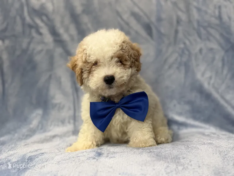 Hercules – Bichpoo puppy for sale in Lakeland, FL