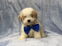 Hercules, a male Bichpoo for sale in Lakeland, FL – 1 of 9