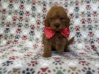 Lucky, a male Cavapoo for sale in Lakeland, FL – 7 of 9