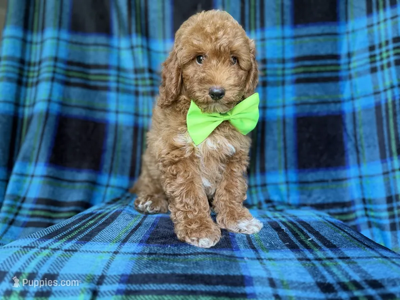 Simba – Poodle - Miniature  puppy for sale in Lakeland, FL