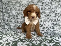 Mikey, a male Cockapoo and Poodle - Miniature  for sale in Lakeland, FL – 3 of 8