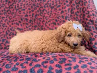 Darcy, a female Miniature Goldendoodle for sale in Lakeland, FL – 3 of 8