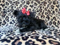 Zelda, a female Miniature Schnauzer for sale in Lakeland, FL – 7 of 10