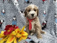 Tate, a male Cockapoo and Poodle - Miniature  for sale in Lakeland, FL – Photo 5 of 7