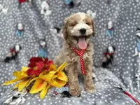  Tate, a male Cockapoo and Poodle - Miniature  for sale in Lakeland, FL – Photo 1 of 7