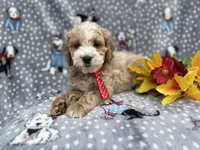  Tate, a male Cockapoo and Poodle - Miniature  for sale in Lakeland, FL – Photo 3 of 7