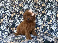 Cora, a female Cavapoo and Poodle - Miniature  for sale in Lakeland, FL – 2 of 10