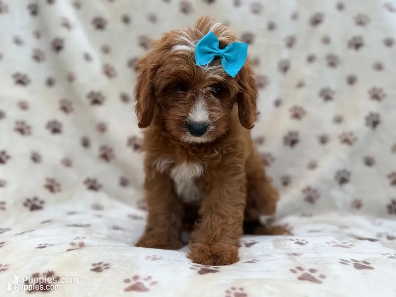 Bailey – Cavapoo puppy for sale in Lakeland, FL