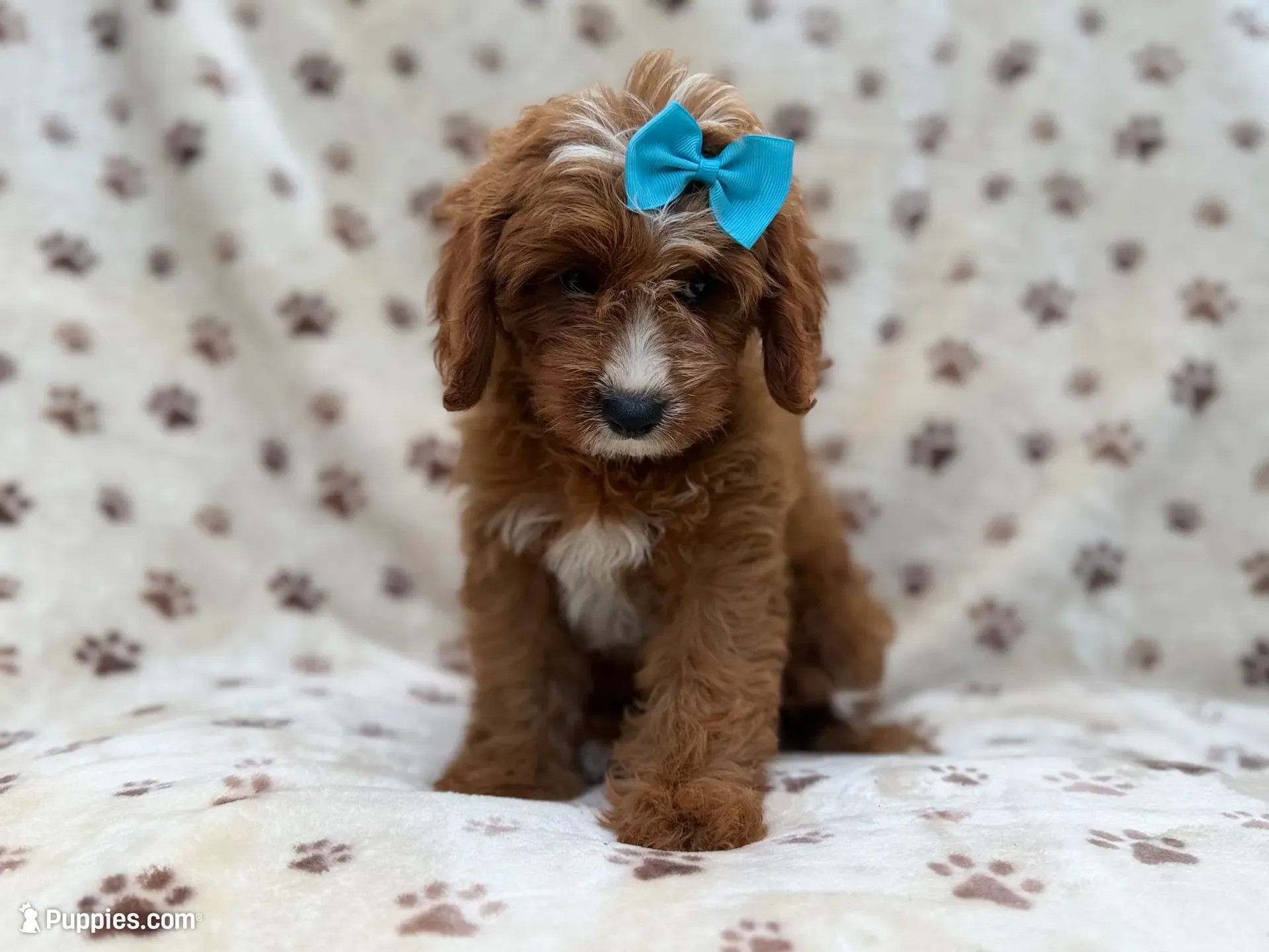 Bailey, a female Cavapoo for sale in Lakeland, FL – 1 of 8