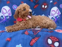 Felix, a male Poodle - Miniature  and Miniature Goldendoodle for sale in Lakeland, FL – 3 of 9